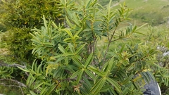 Veronica strictissima