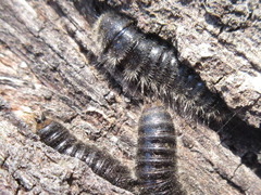 Cerogria janthinipennis