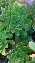 Aeonium arboreum
