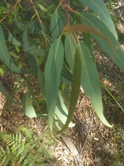 Corymbia eximia