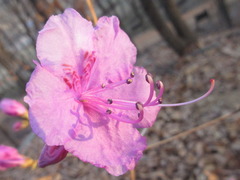 Rhododendron mucronulatum
