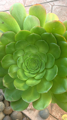 Aeonium arboreum