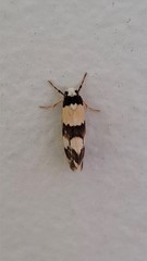 Philenora irregularis