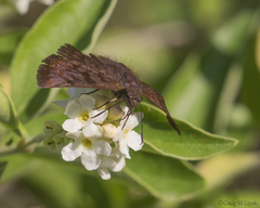 Pellicia arina