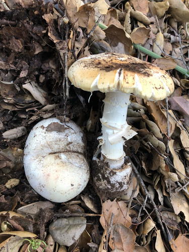 Western Destroying Angel