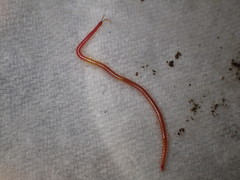 Strigamia epileptica