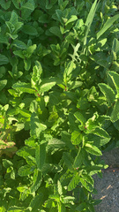 Mentha spicata