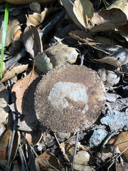 Amanita calyptratoides