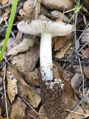 Amanita calyptratoides