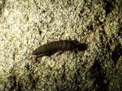 Allacrotelsa spinulata