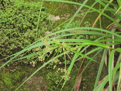Scirpus ternatanus