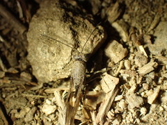 Ibaliidae