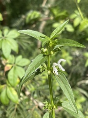 Leucas glabrata
