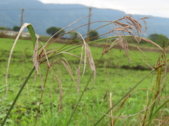 Cyperus nutans subprolixus