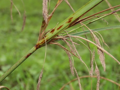 Cyperus nutans subprolixus
