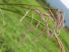 Cyperus nutans subprolixus