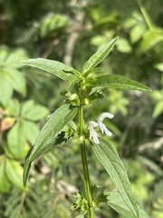 Leucas glabrata