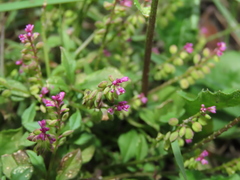 Polygala tatarinowii