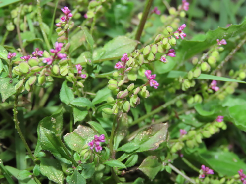 Image of Polygala tatarinowii by (c) chiuluan, some rights reserved (CC BY)