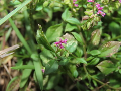 Polygala tatarinowii