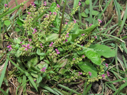 Image of Polygala tatarinowii by (c) chiuluan, some rights reserved (CC BY)