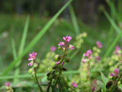 Polygala tatarinowii