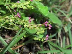 Polygala tatarinowii