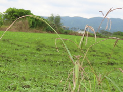 Cyperus nutans subprolixus