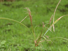 Cyperus nutans subprolixus