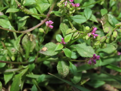Polygala tatarinowii