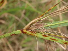 Cyperus nutans subprolixus