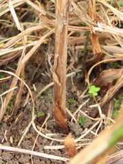 Cyperus nutans subprolixus