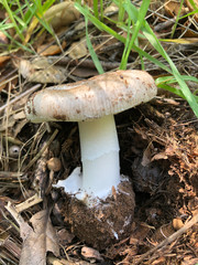 Amanita calyptratoides