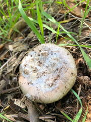 Amanita calyptratoides