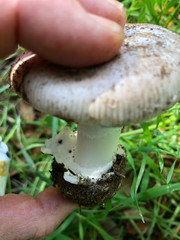 Amanita calyptratoides