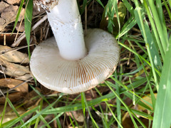 Amanita calyptratoides
