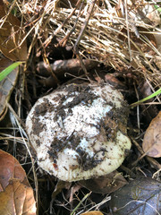 Amanita calyptratoides