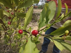 Erythroxylum coca