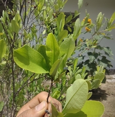 Erythroxylum coca