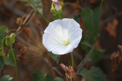 Calystegia macrostegia macrostegia