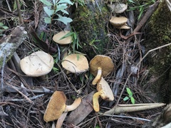 Suillus decipiens