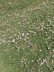 Phyla nodiflora minor