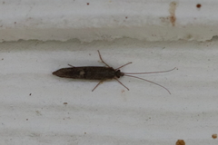 Rhyacophiloidea