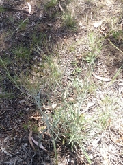 Senecio quadridentatus