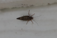 Rhyacophiloidea