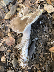 Amanita protecta