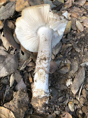 Amanita protecta