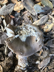 Amanita protecta
