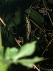 Anolis