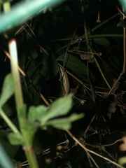 Anolis